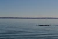 Walbeobachtung in Tadoussac - Dort sehen wir Zwergwale, Buckelwale und sogar Finnwale