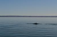 Walbeobachtung in Tadoussac - Dort sehen wir Zwergwale, Buckelwale und sogar Finnwale