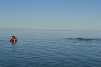 Walbeobachtung in Tadoussac - Dort sehen wir Zwergwale, Buckelwale und sogar Finnwale