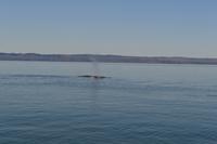 Walbeobachtung in Tadoussac - Dort sehen wir Zwergwale, Buckelwale und sogar Finnwale