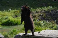 Omega Wildpark -  ein Kunststück für einen Leckerbissen
