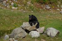 Omega Wildpark -  neugieriger Schwarzbär