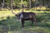 Omega Wildpark -  Rentier