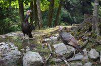 Omega Wildpark -  Truthahn