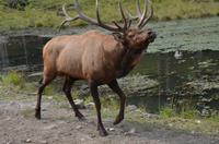 Omega Wildpark -  Wapitihirsch im Schlepptau einer Hirschkuh