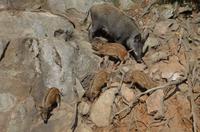 Omega Wildpark -  Wildschweinfamilie