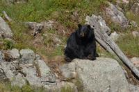 Omega Wildpark - Schwarzbär