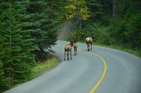 Unsere erste Wildsichtung - Wapitis
