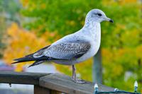 Tag 3 – Stadtbesichtigung Toronto (1)