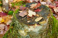 Tag 4 – Algonquinpark, Kanutour  (1)