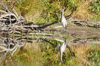 Tag 4 – Algonquinpark, Kanutour  (7)