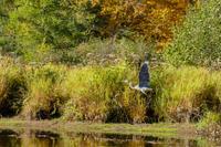 Tag 4 – Algonquinpark, Kanutour  (8)