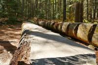 Tag 5 – Algonquinpark, Logging Trail (4)