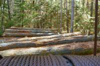 Tag 5 – Algonquinpark, Logging Trail (5)