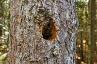 Tag 5 – Algonquinpark, Logging Trail (7)