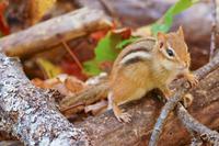 Tag 5 – Algonquinpark, VisitorCenter (6)