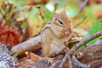 Tag 5 – Algonquinpark, VisitorCenter (7)