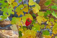 Tag 5 – Algonquinpark, VisitorCenter (13)