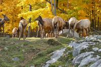 Tag 6 – Besuch Omega-Wildlife-Park (5)