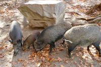 Tag 6 – Besuch Omega-Wildlife-Park (12)