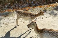 Tag 6 – Besuch Omega-Wildlife-Park (15)