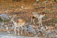 Tag 6 – Besuch Omega-Wildlife-Park (16)