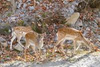 Tag 6 – Besuch Omega-Wildlife-Park (17)