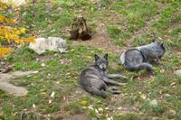 Tag 6 – Besuch Omega-Wildlife-Park (20)