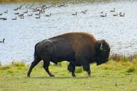 Tag 6 – Besuch Omega-Wildlife-Park (25)