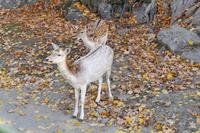 Tag 6 – Besuch Omega-Wildlife-Park (31)