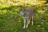 Tag 6 – Besuch Omega-Wildlife-Park (32)