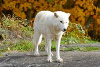 Tag 6 – Besuch Omega-Wildlife-Park (34)