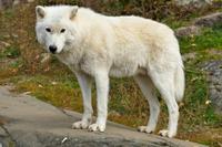 Tag 6 – Besuch Omega-Wildlife-Park (37)