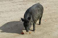 Tag 6 – Besuch Omega-Wildlife-Park (47)