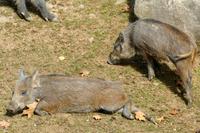 Tag 6 – Besuch Omega-Wildlife-Park (49)