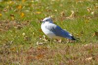 Tag 9 – Montmorency Falls (2)