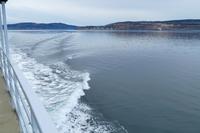 Tag 10 – Walbeobachtung auf dem Sankt Lorenz Strom (4)