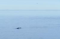 Tag 10 – Walbeobachtung auf dem Sankt Lorenz Strom (5)