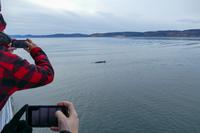 Tag 10 – Walbeobachtung auf dem Sankt Lorenz Strom (6)