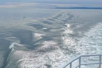 Tag 10 – Walbeobachtung auf dem Sankt Lorenz Strom (9)