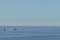 Tag 10 – Walbeobachtung auf dem Sankt Lorenz Strom (10)