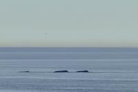 Tag 10 – Walbeobachtung auf dem Sankt Lorenz Strom (11)