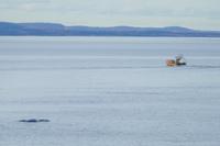 Tag 10 – Walbeobachtung auf dem Sankt Lorenz Strom (12)