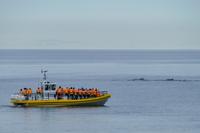 Tag 10 – Walbeobachtung auf dem Sankt Lorenz Strom (13)