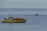 Tag 10 – Walbeobachtung auf dem Sankt Lorenz Strom (14)