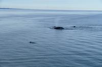 Tag 10 – Walbeobachtung auf dem Sankt Lorenz Strom (15)