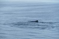 Tag 10 – Walbeobachtung auf dem Sankt Lorenz Strom (16)