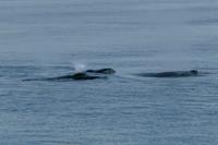 Tag 10 – Walbeobachtung auf dem Sankt Lorenz Strom (17)