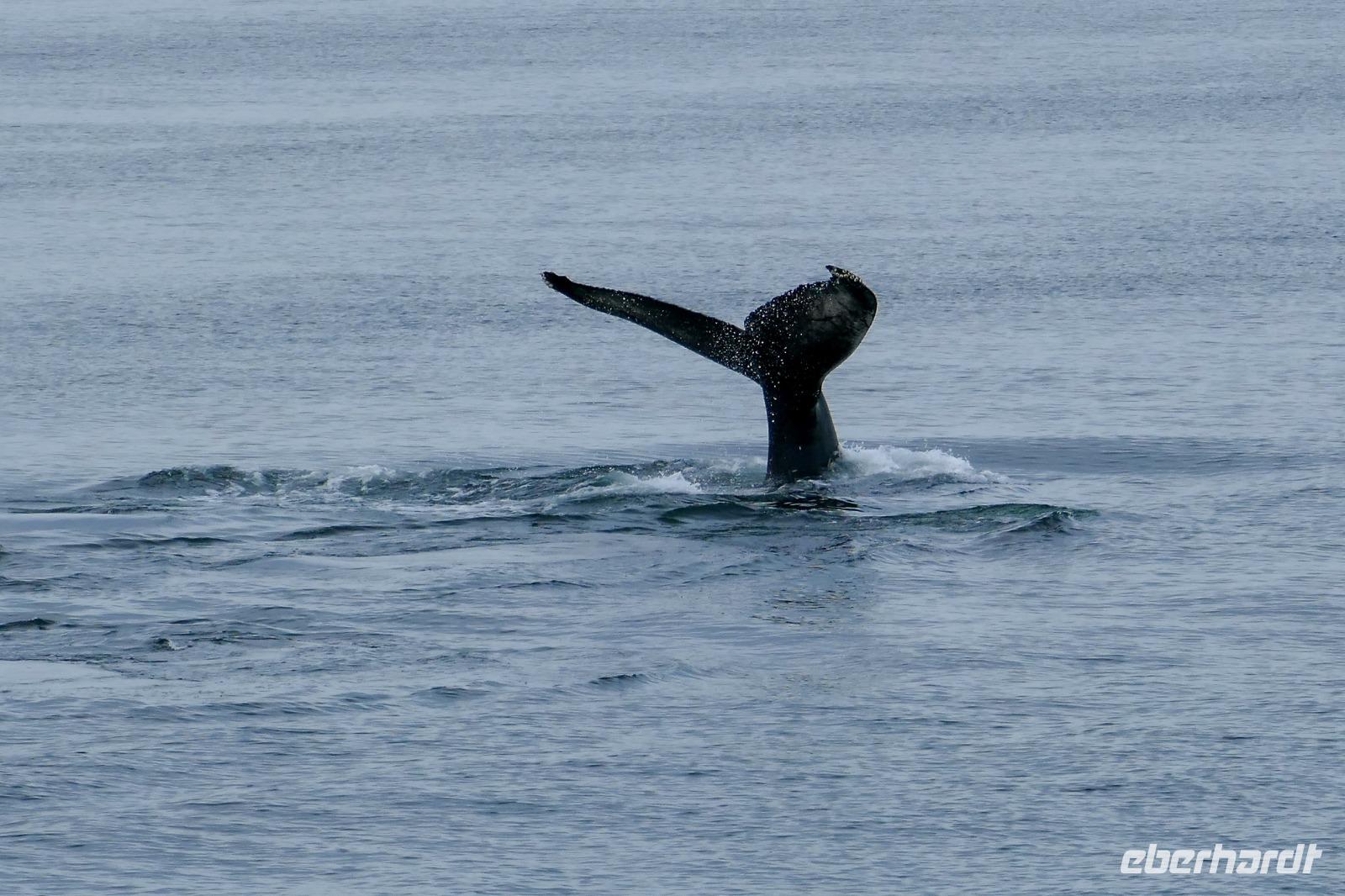 Tag 10 – Walbeobachtung auf dem Sankt Lorenz Strom (19)