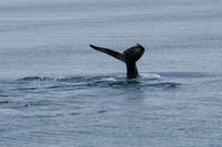 Tag 10 – Walbeobachtung auf dem Sankt Lorenz Strom (19)